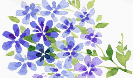 动漫 花,绽放于时光之河的青春传奇